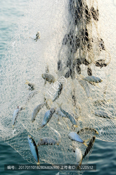 fishig凈全魚