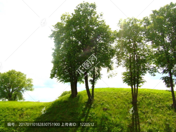 樹-匯圖網(wǎng) www.fosd68.com 樹