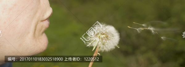 蒲公英3