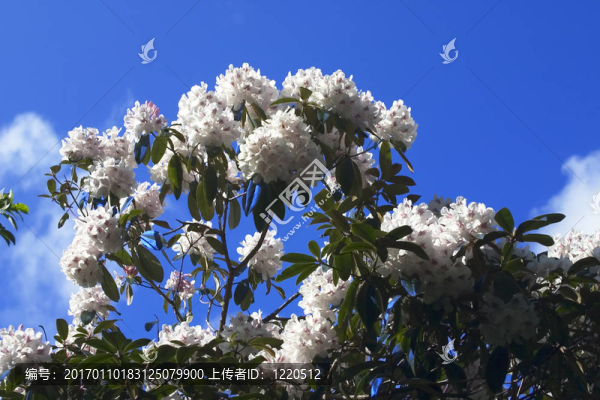 白rhodedendron