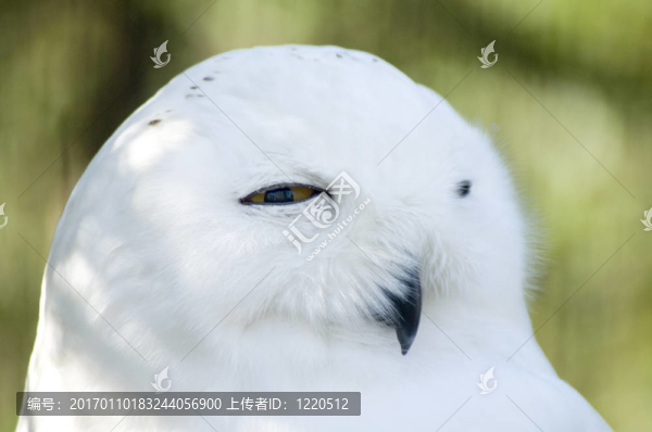 貓頭鷹的臉