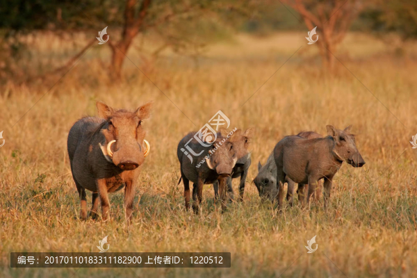 Warthog的家人
