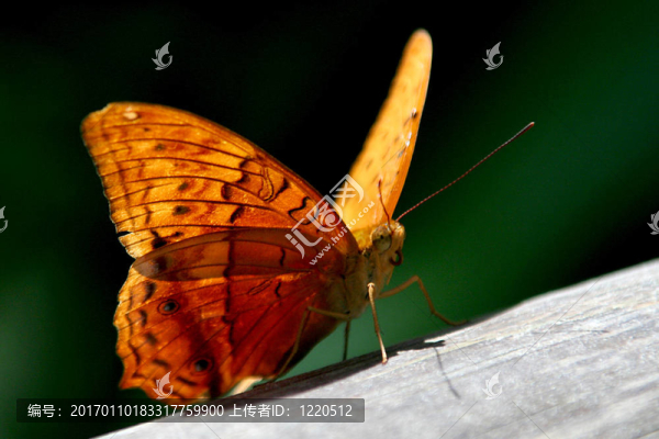 蝴蝶4-匯圖網(wǎng) www.fosd68.com 蝴蝶4