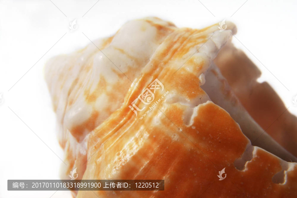 殼