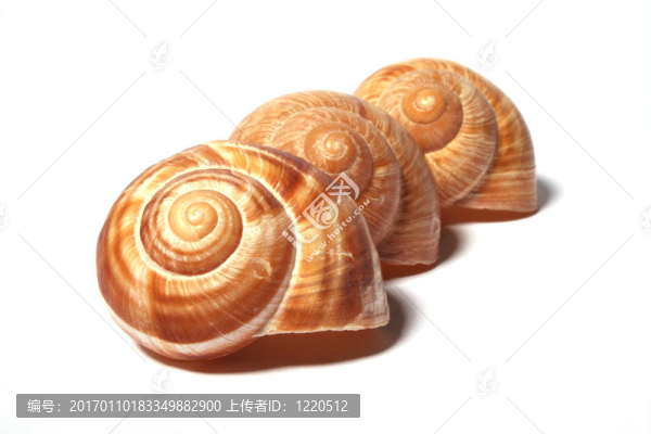 蝸牛殼14