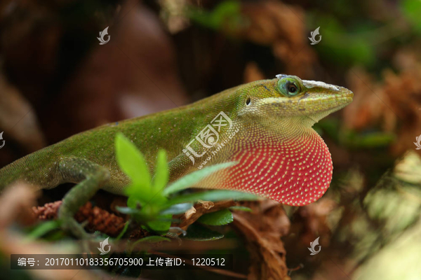 草莓的蜥蜴-匯圖網(wǎng) www.fosd68.com 草莓的蜥蜴