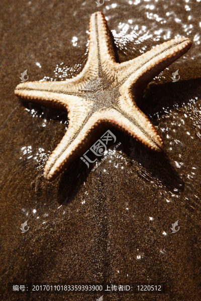 沙灘上的海星