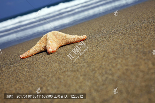 沙灘上的海星-匯圖網(wǎng) www.fosd68.com 沙灘上的海星