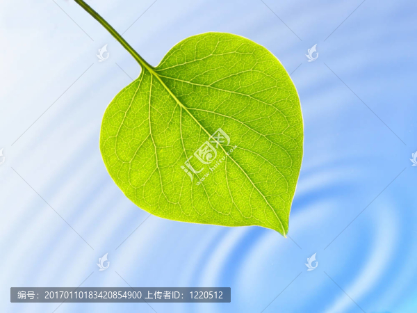 綠葉和藍(lán)色的水