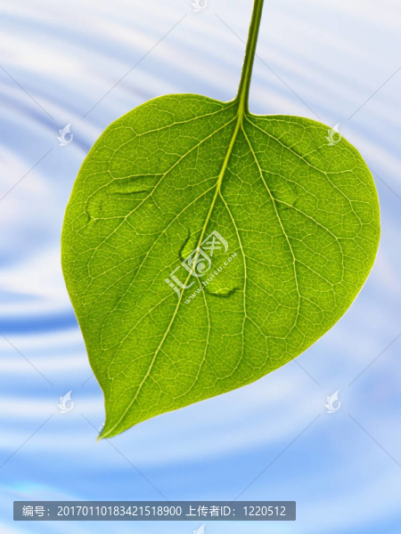 綠葉和藍色的水