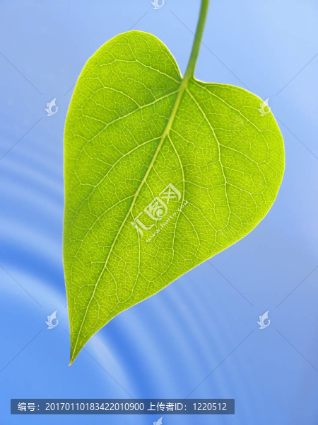 綠葉和藍色的水