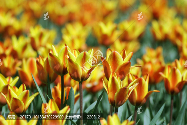 黃紅色的郁金香