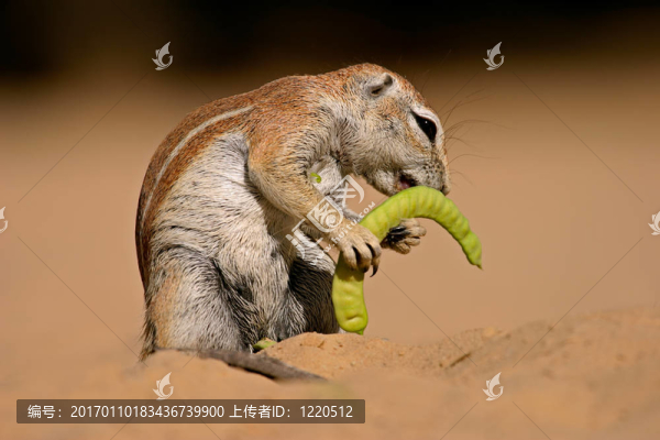 地松鼠