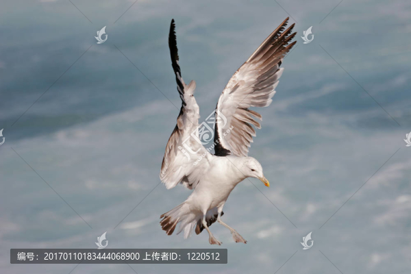 黑背鷗