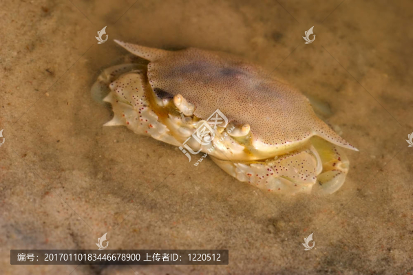 梭子蟹