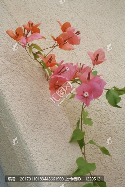 三角梅