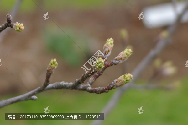 春天的花蕾-匯圖網(wǎng) www.fosd68.com 春天的花蕾