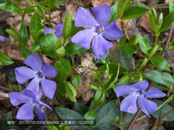 長(zhǎng)春-匯圖網(wǎng) www.fosd68.com 長(zhǎng)春