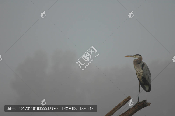 霧鷺