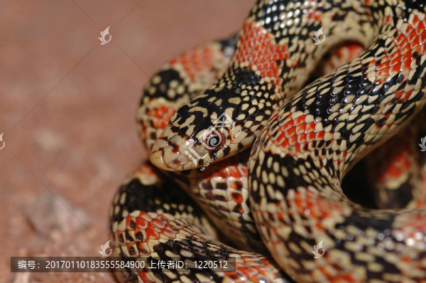 條蛇-匯圖網(wǎng) www.fosd68.com 條蛇