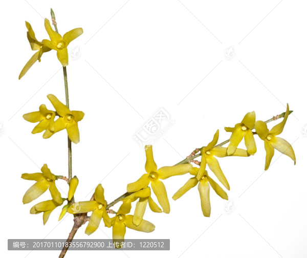 黃色的花