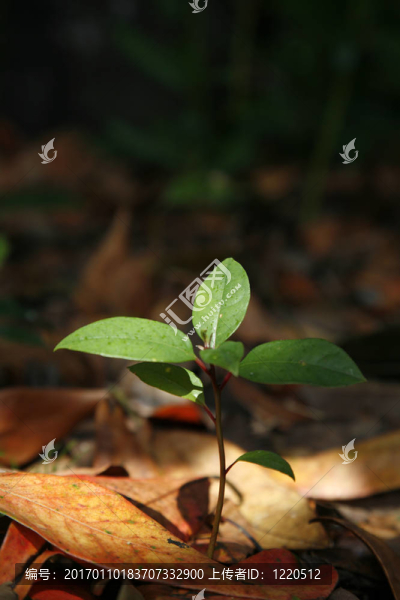 林木種苗