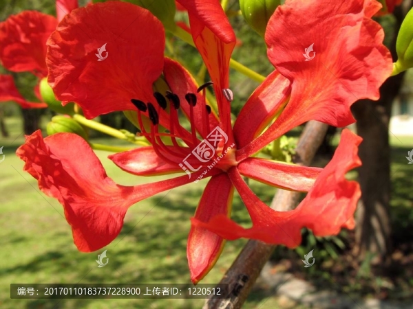 鳳凰木開花5