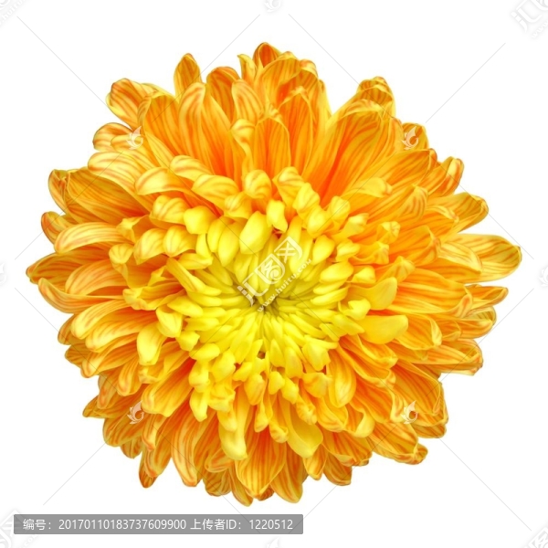 菊花-,1