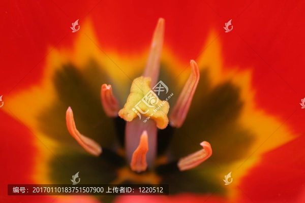 郁金香核心