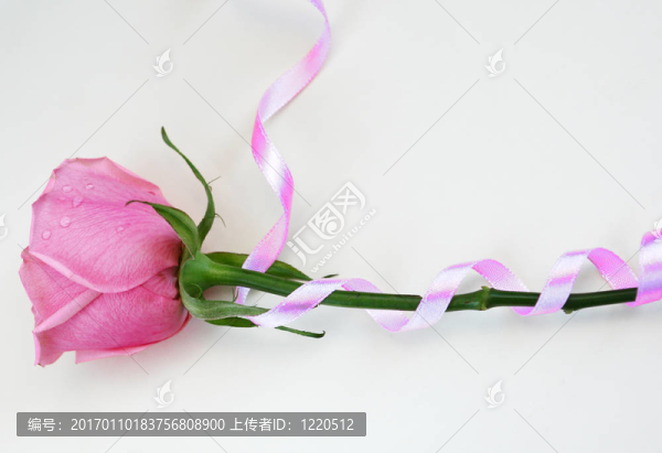 粉紅色的玫瑰-匯圖網(wǎng) www.fosd68.com 粉紅色的玫瑰