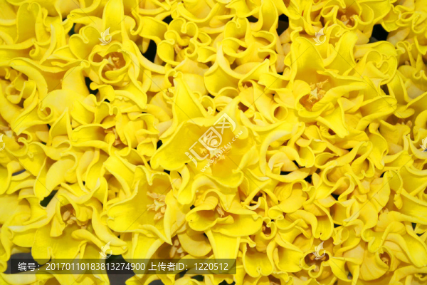 美麗的郁金香花