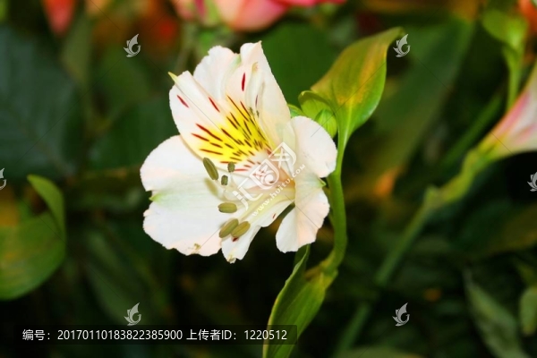 美麗的鳶尾花