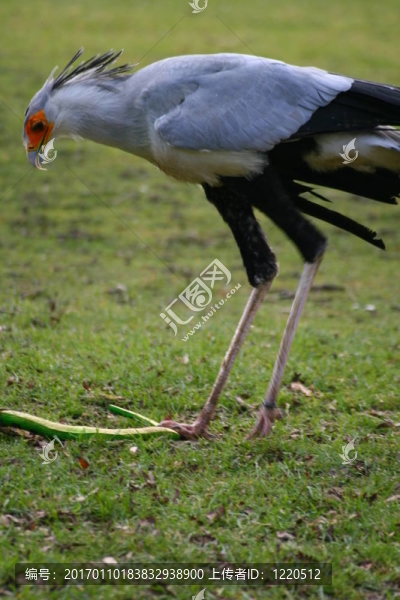 秘書鳥