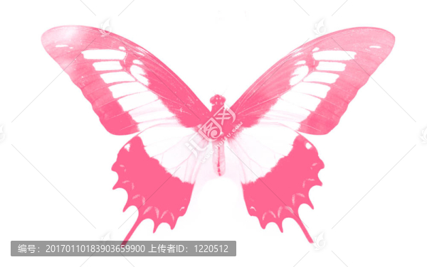 可愛(ài)的蝴蝶