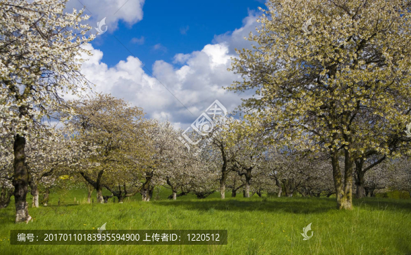 櫻花園