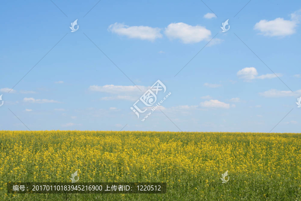 夏天的風(fēng)景