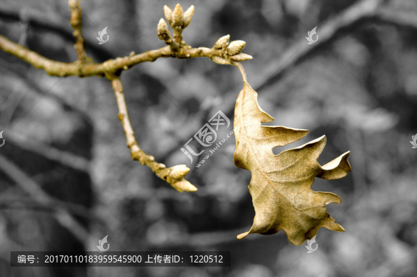 落下