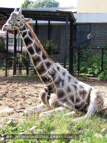 長(zhǎng)頸鹿-匯圖網(wǎng) www.fosd68.com 長(zhǎng)頸鹿