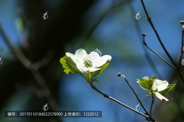 山茱萸開花