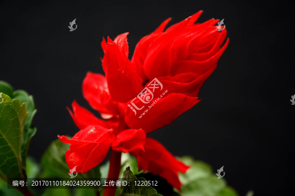 紅色的金魚(yú)草的花