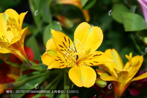 美麗的鳶尾花