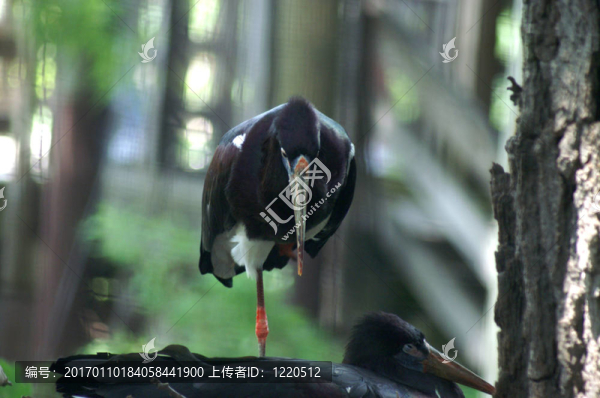 一條腿上的鳥