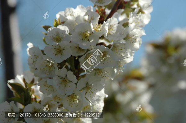 dogwood1