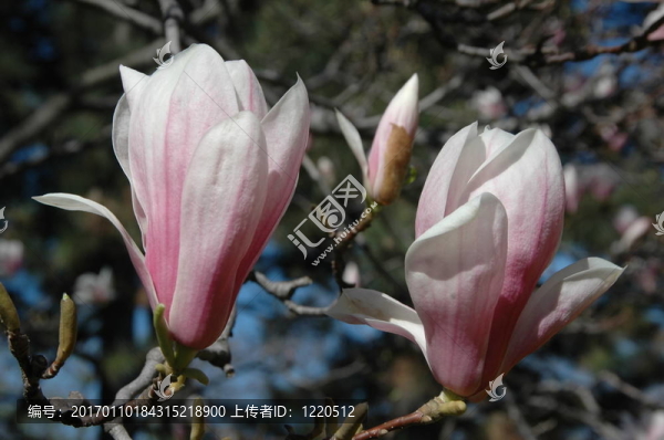 magnolia1