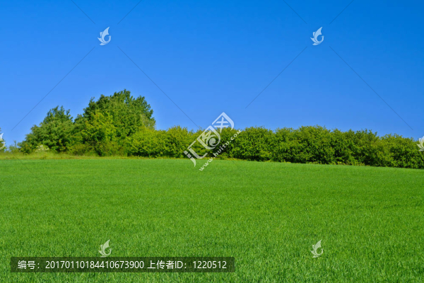 明亮的草地