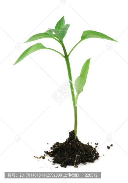 新生植物，白色2上的土壤