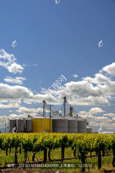 葡萄藤和糧倉