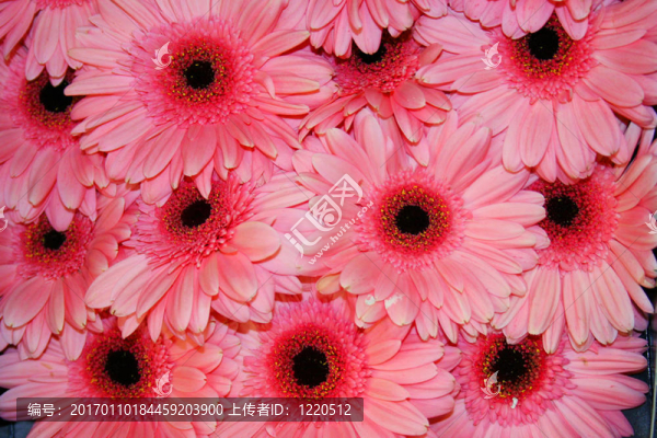 美麗的Gerbera,fowers