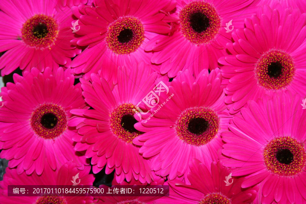 美麗的Gerbera,fowers