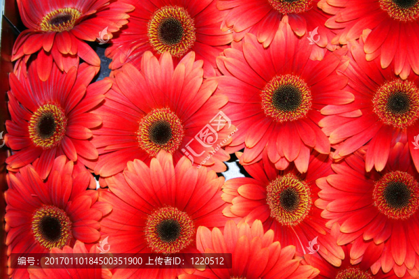 美麗的Gerbera,fowers